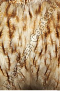 Tawny owl - Strix aluco 0006